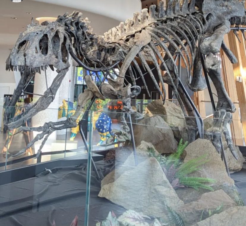 Big sara skeleton southampton