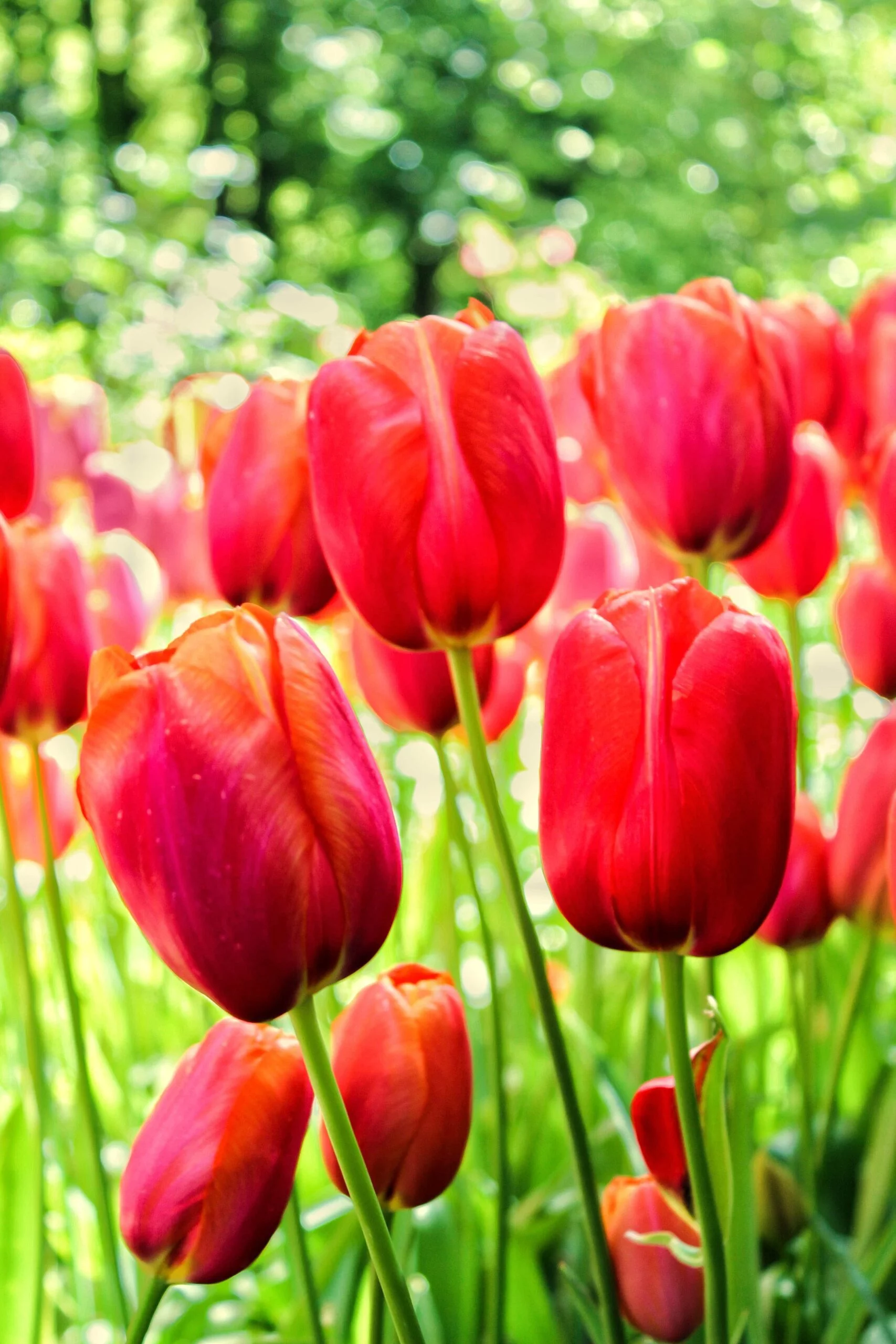 Keukenhof Red Tulips