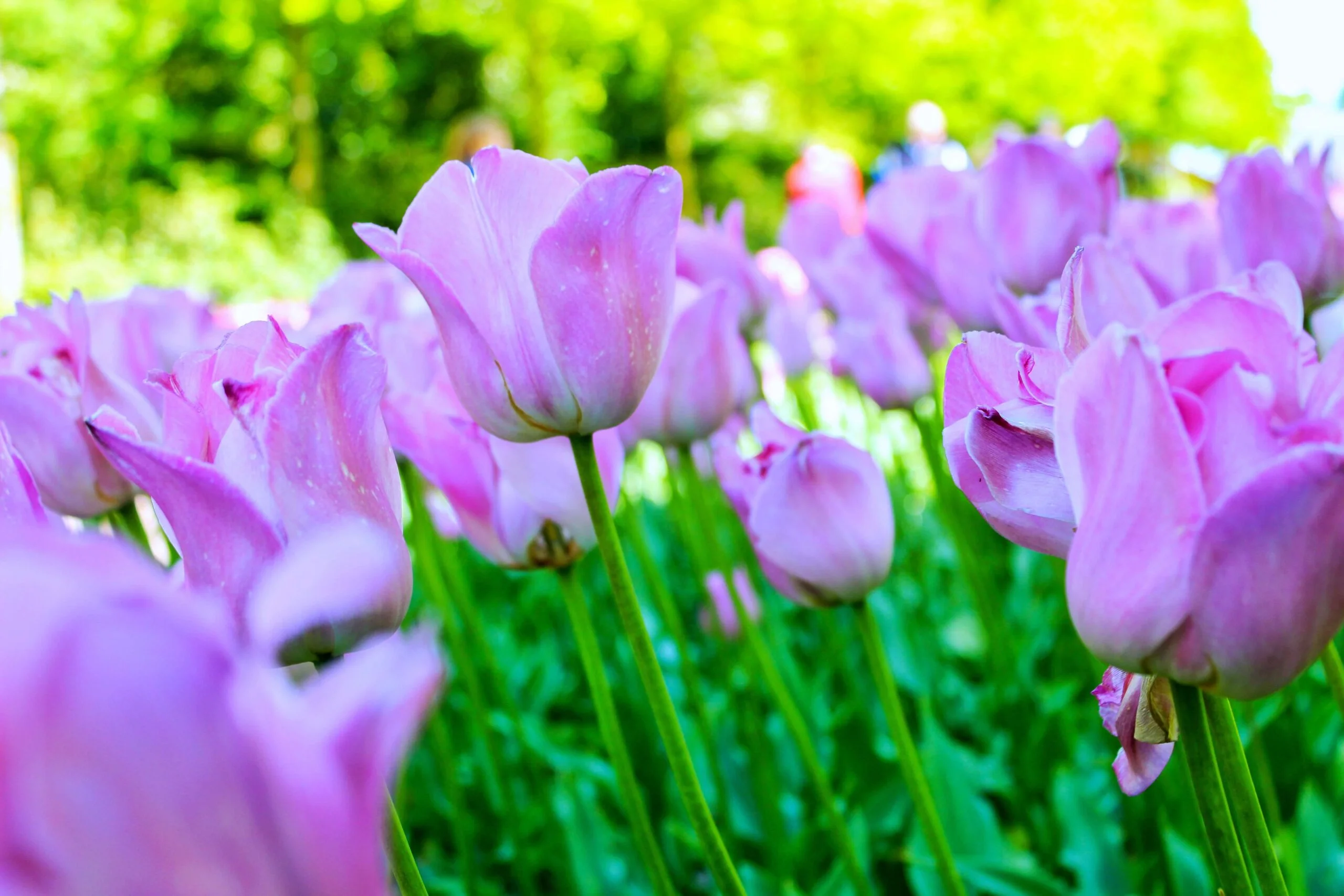 Keukenhof Tulip Festival