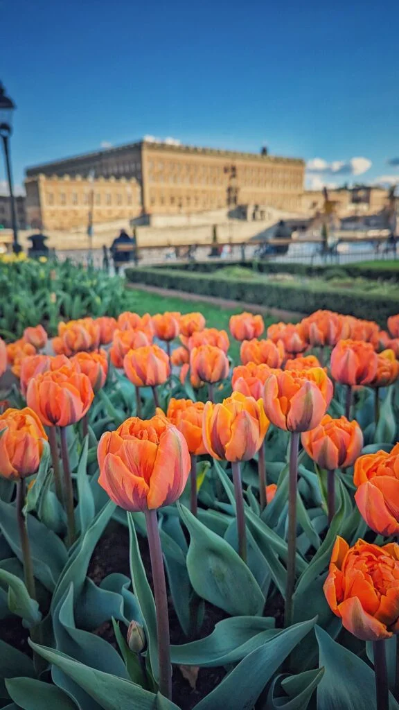 Tulip Flowers Palace Tulip Flowers Palace