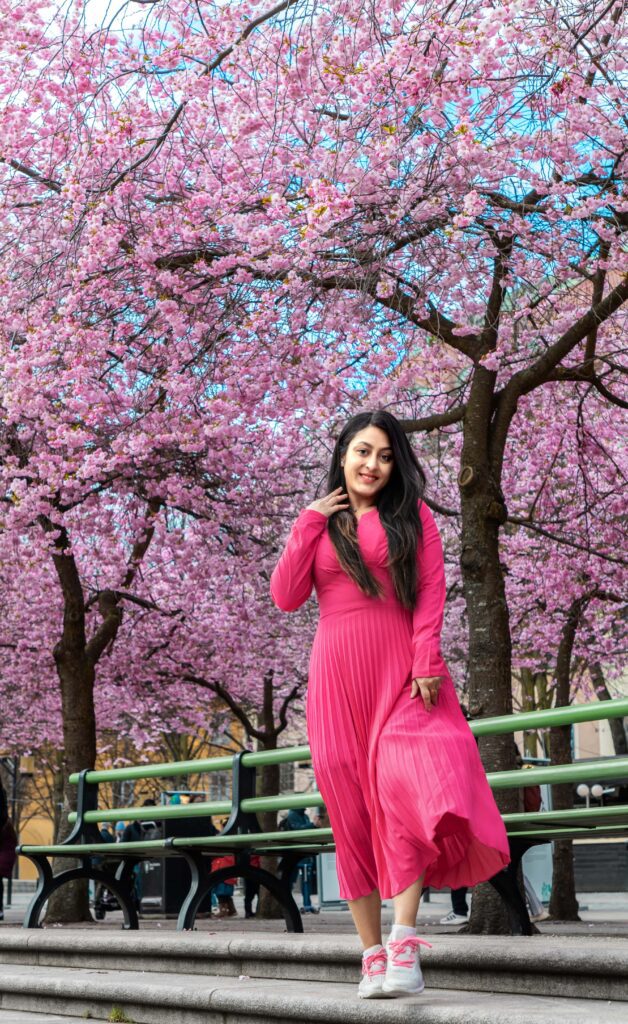Cherry Blossoms in Stockholm