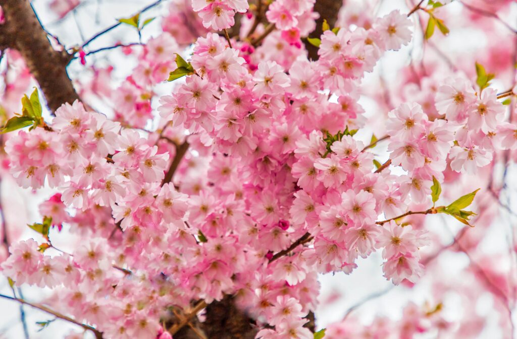 Cherry Blossoms in Stockholm